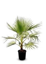 Palma - Washingtonia Robusta -