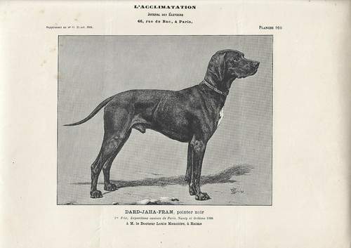 Stampa antica cane - stampa, di