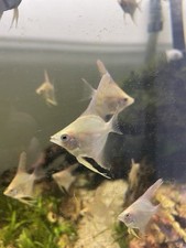 Scalari Pesci Tropicali