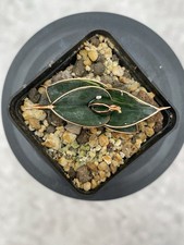 Sansevieria RORIDA  (NO