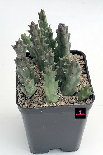 Stapelia variegata orbea - variegata, o