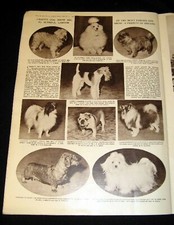 CRUFTS DOG SHOW 1962 BULLDOG