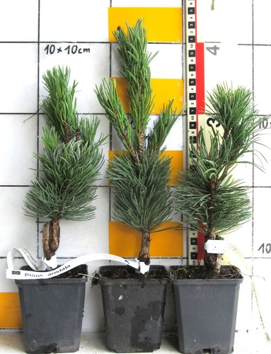 Pino coda volpe - pino, pinus