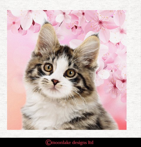 Gatti maine coon - coon, pannelli