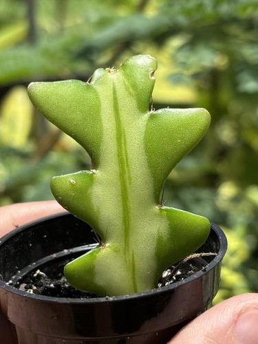 Variegated fishbone cactus - fishbone,