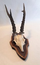 Trofeo capriolo con - trofeo, capriolo,
