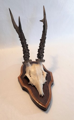 Trofeo capriolo con dentatura - trofeo, capriolo,