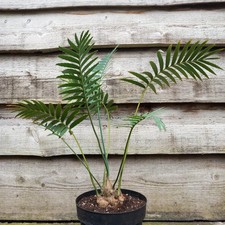 Dioon spinulosum, caudex diam