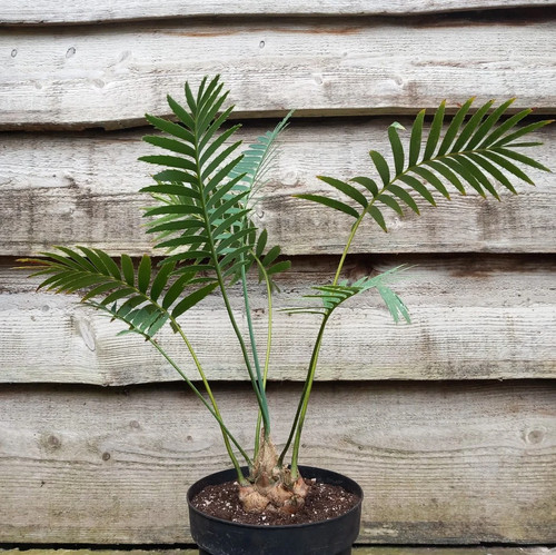 Dioon spinulosum caudex - spinulosum,, diam
