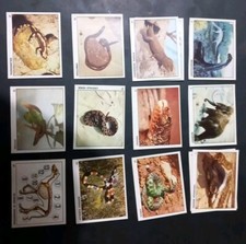 Figurine. IL MONDO DEGLI