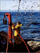 1974 Stampa Vintage Monterey Bay Barca da Pesca Sardine Pescatore Siciliano Pesce