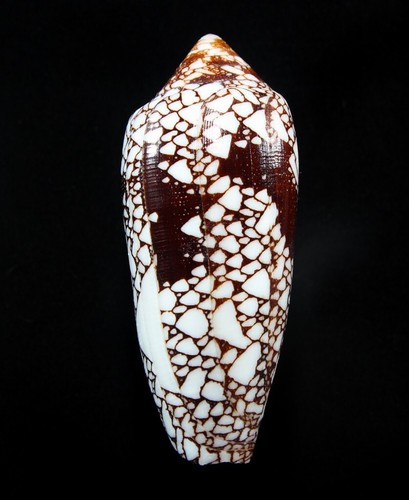 Conchiglia conus cf - conus,
