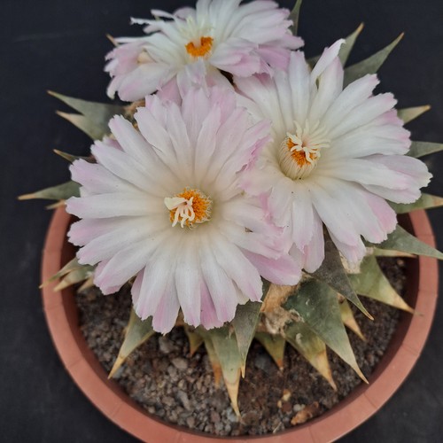 Ariocarpus retusus - , f