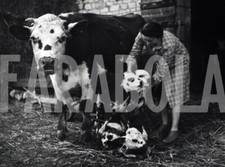 Foto vintage Italia, Mucca con vitellini, stampa 20x15 cm