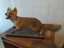 Volpe Imbalsamata impagliata Trofeo Tassidermia