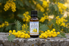Olio essenziale di mimosa /