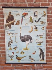 Raro Poster scolastico vintage anni 70 Uccelli manifesto