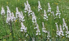 5 Bulbi Di Asfodelo L'Asphodelus albus Di Sardegna+50 Semi Di Asparago Selvatico