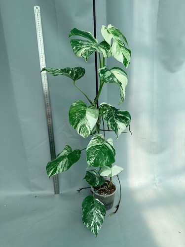 Monstera deliciosa albo - monstera,