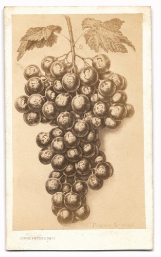 Photo cdv photomontage - cdv,