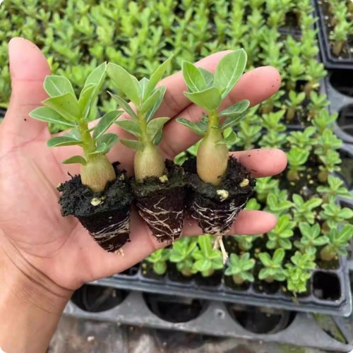 3pz piante succulente adenium - succulente,