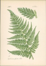 Chromolithographie