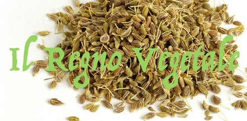 Anice verde semi puri interi - puri,