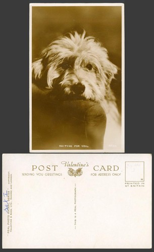 Havanese dog puppy waiting - havanese,