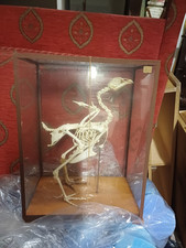 Modello scientifico scheletro di gallina vintage Paravia '50/60 in teca di vetro