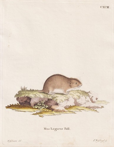 Lagurus maus wühlmaus mouse - lagurus,