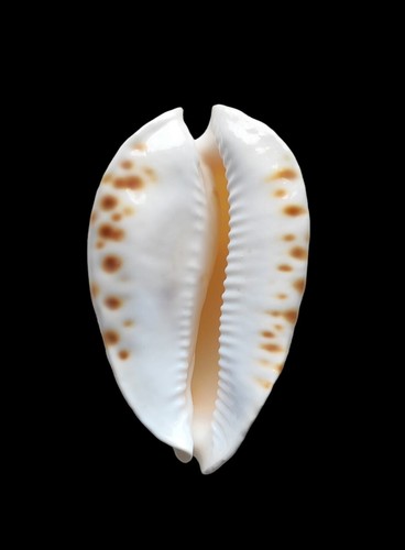 Shell conchiglia cypraea zoila - conchiglia,