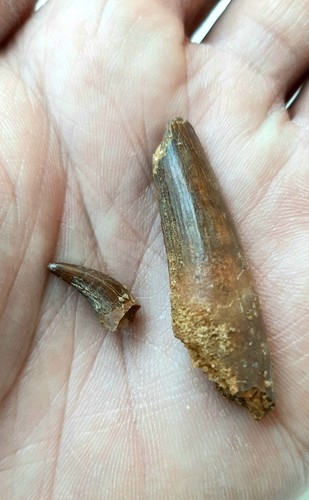 Denti spinosauro - 2,