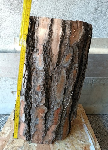 Tronchi grossi conifere - grossi,