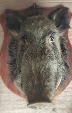 TESTA DI CINGHIALE  TROFEO DI