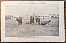 Primi 900 Cerignola in Masseria coi Bufali-82611