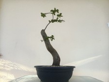 Bonsai carpino - bonsai,