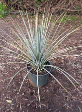 Agave striata falcata - agave, 'blue'