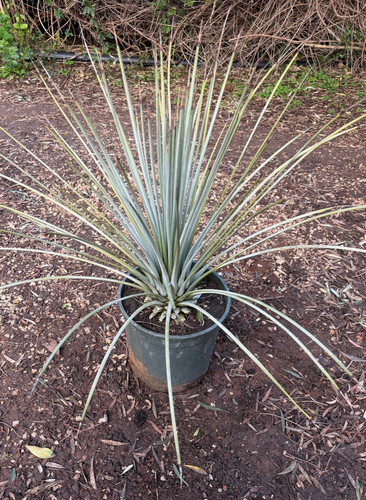 Agave striata falcata - striata,