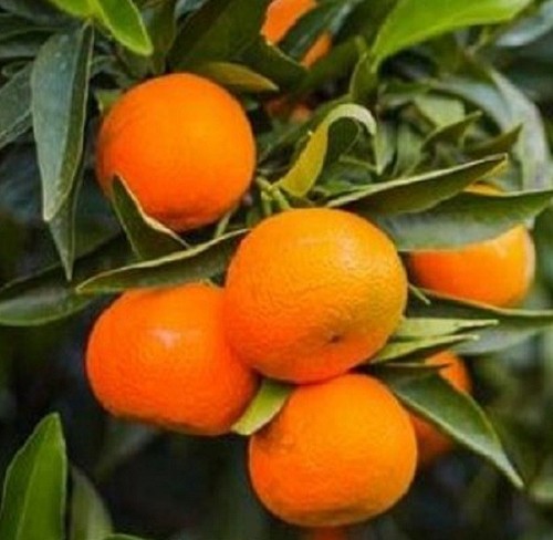 Albero clementine - di,