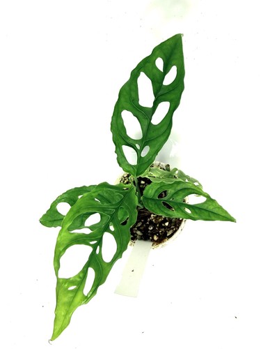 Monstera obliqua peru young - obliqua,