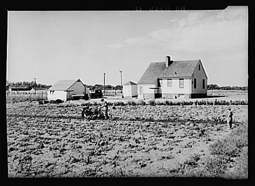 Homesteader scava patate con