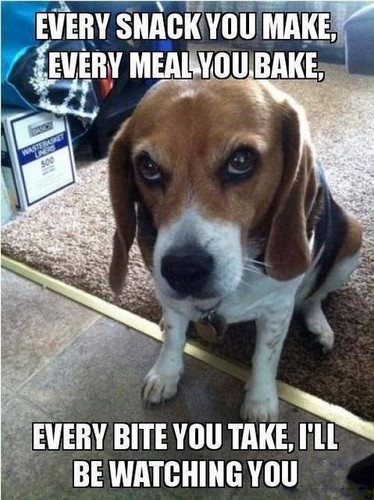 Funny beagle magnete - funny,