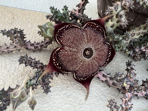 Edithcolea grandis bellissima