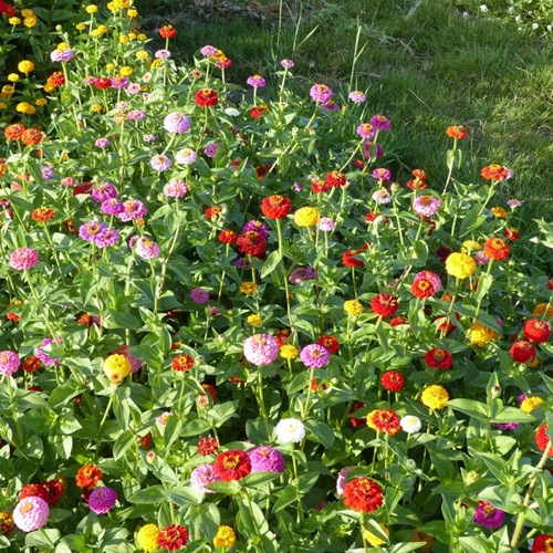 Graines zinnia elegans - zinnia,