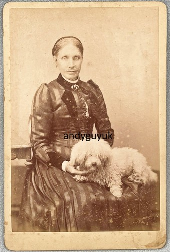 Cabinet card bichon - cabinet,