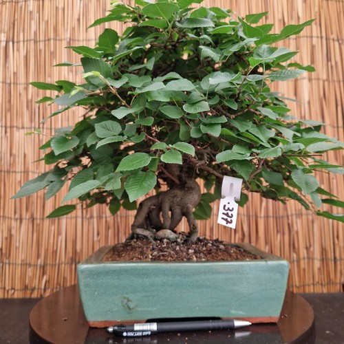 Bonsai carpino coreano - bonsai,