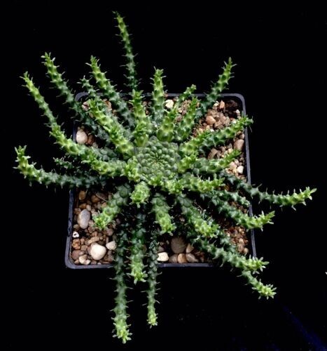 Euphorbia caput medusae - caput,