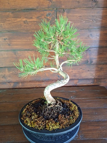 Bonsai pino nero pinus - -,
