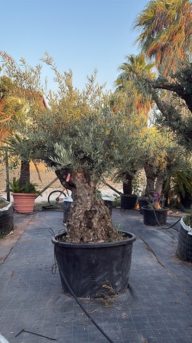 Ulivo bonsai vero - ulivo, olea