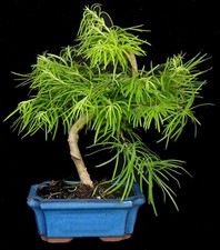 Bonsai pseudolarix larice - pseudolarix,